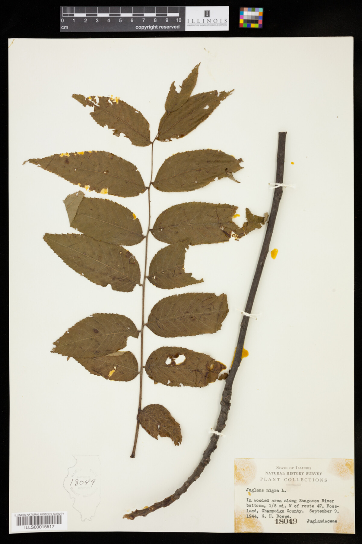 Juglans nigra image