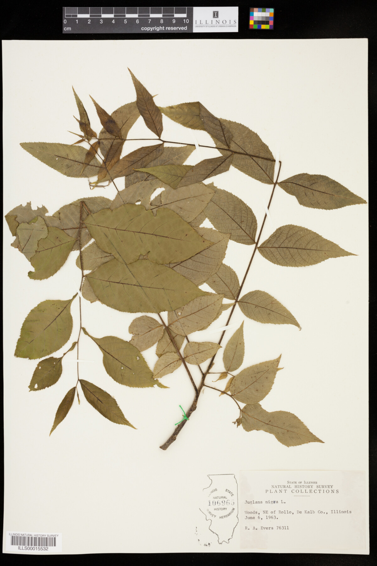 Juglans image