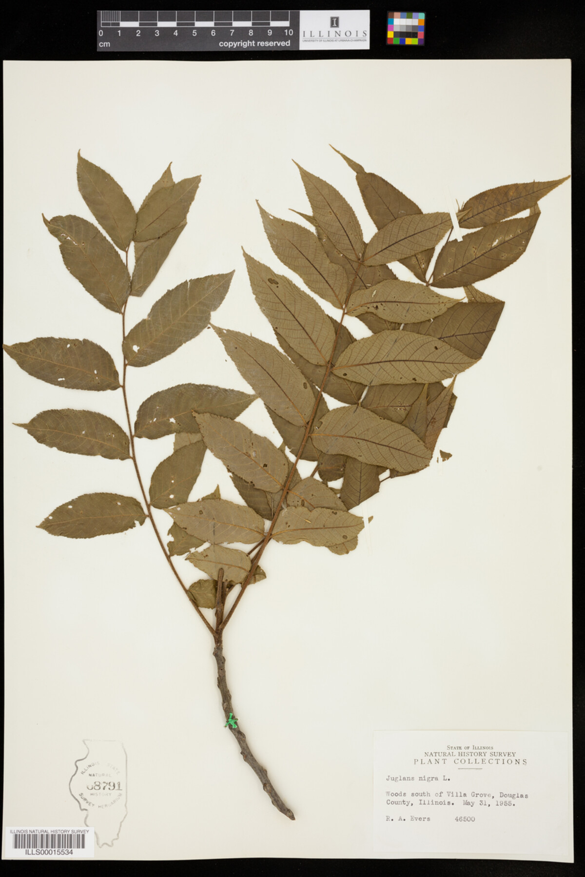 Juglans nigra image