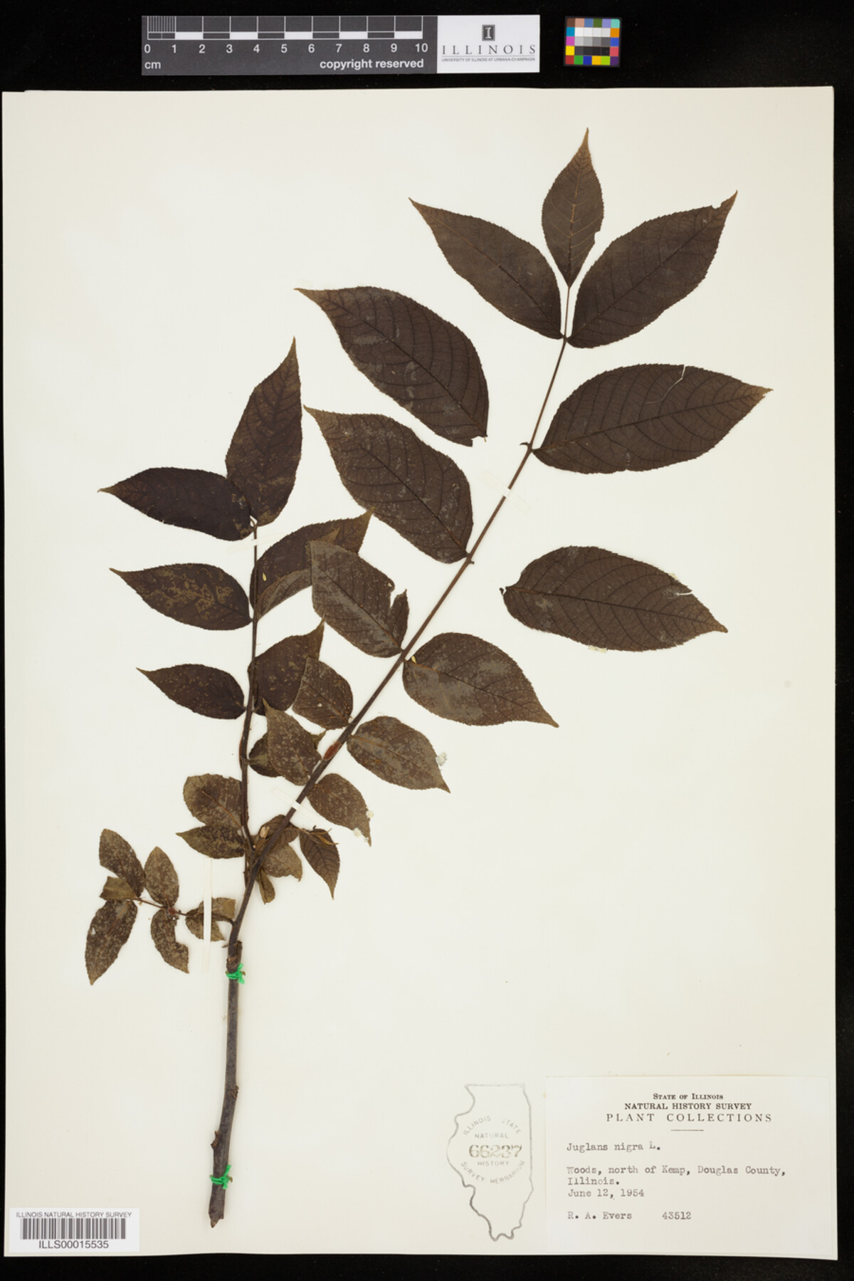 Juglans nigra image
