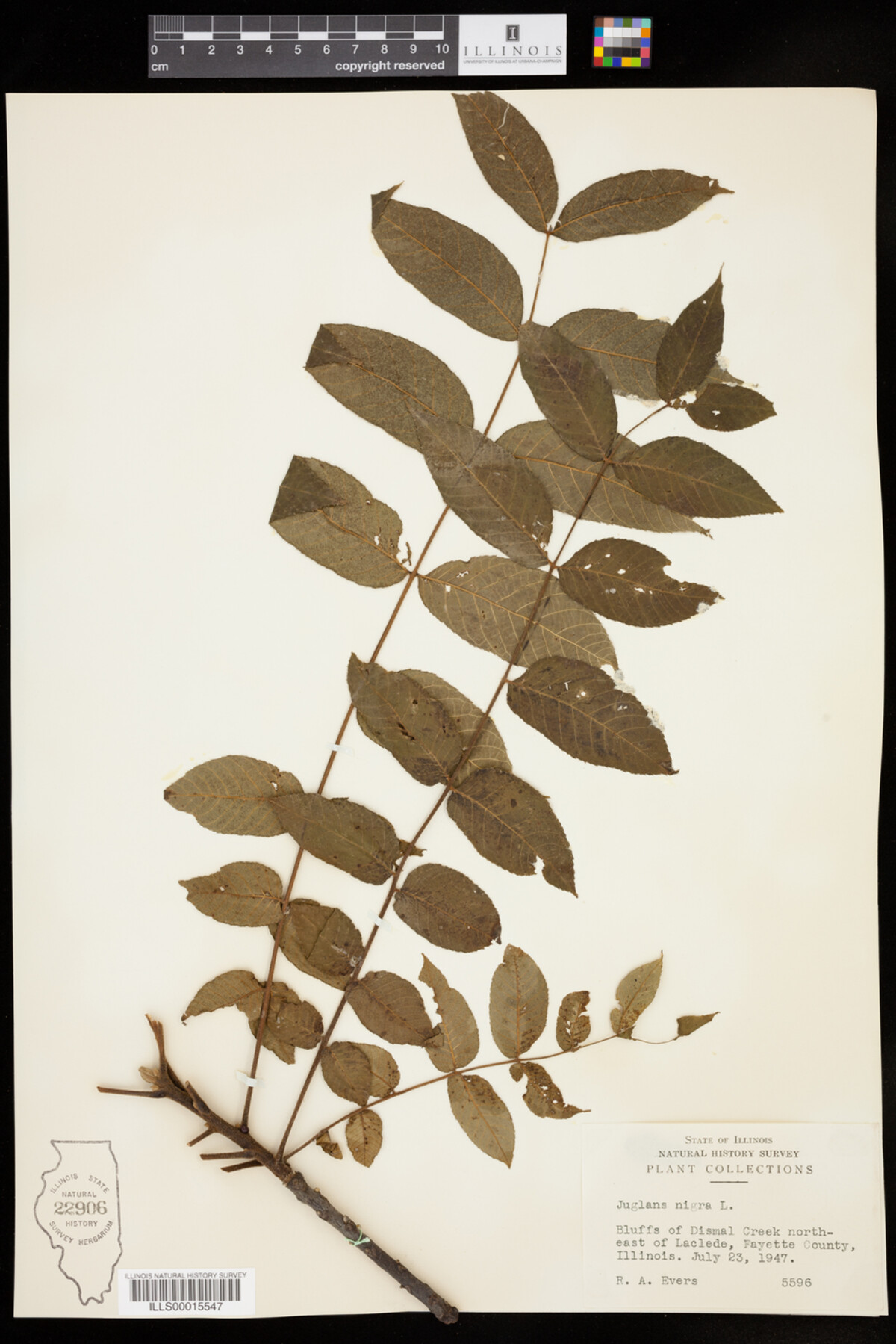 Juglans nigra image