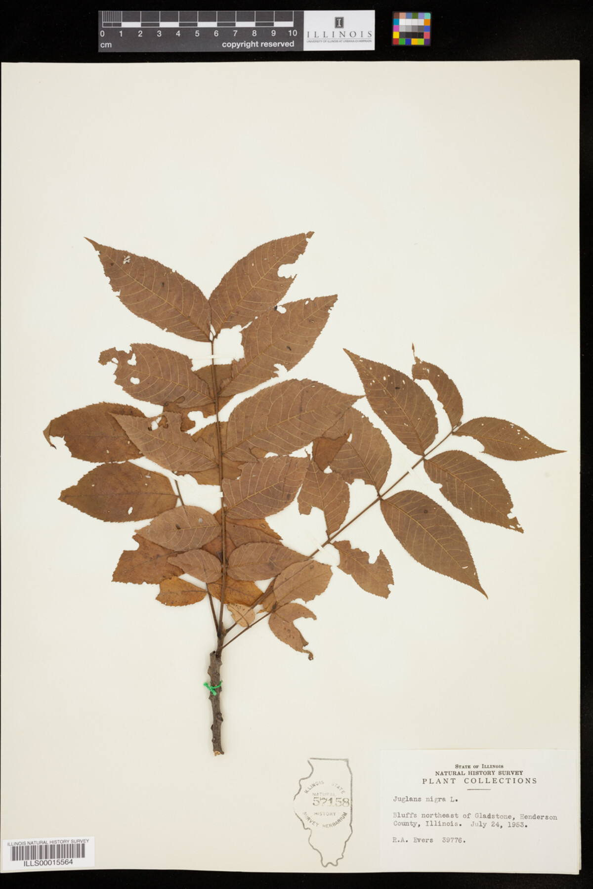 Juglans image