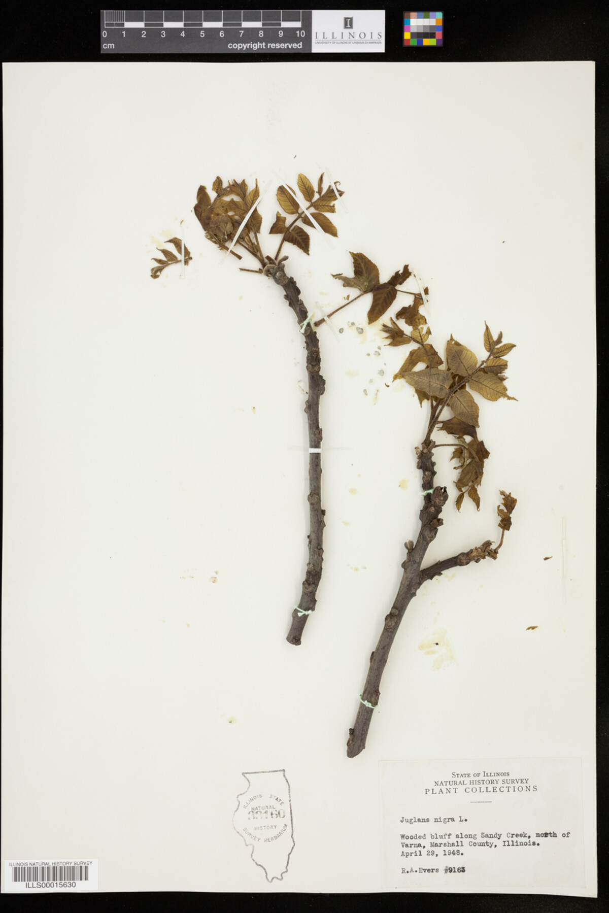 Juglans image