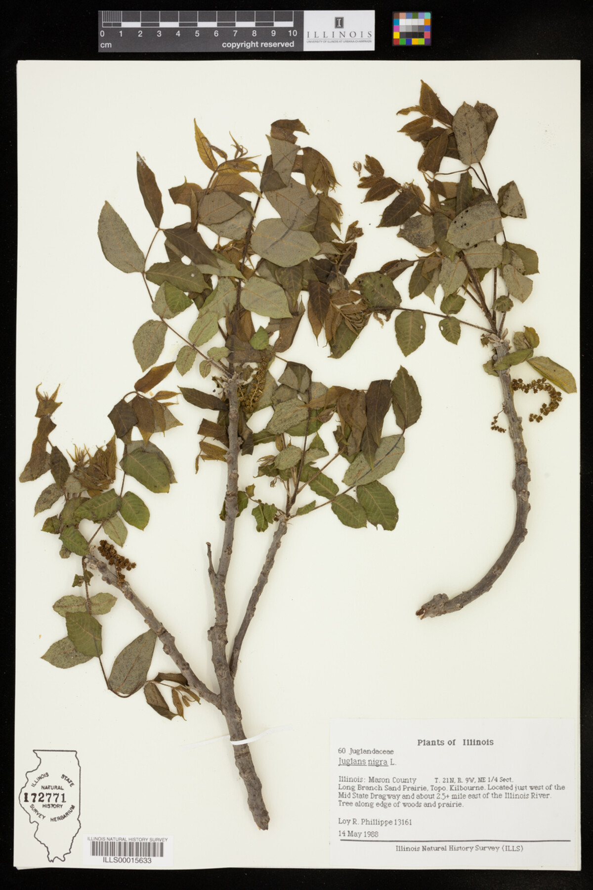 Juglans image