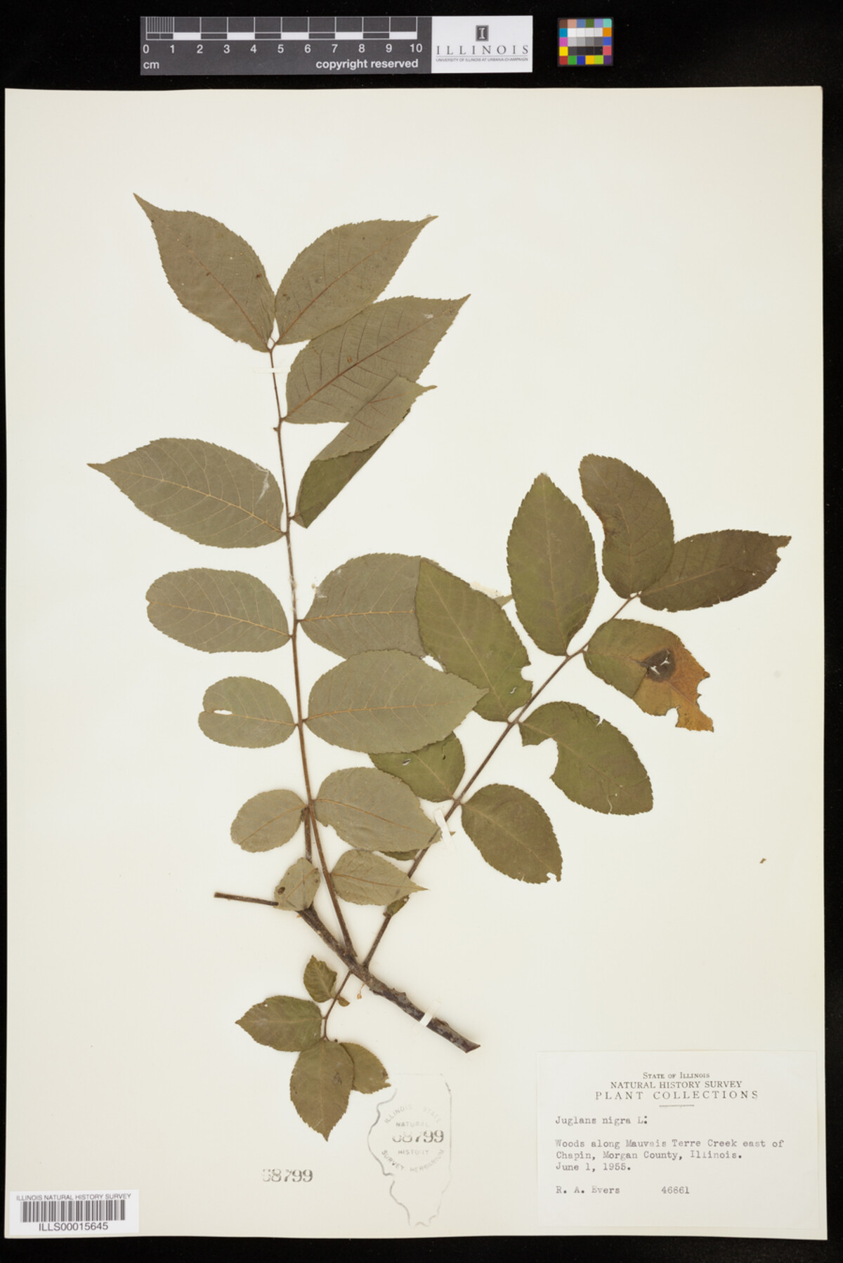 Juglans nigra image