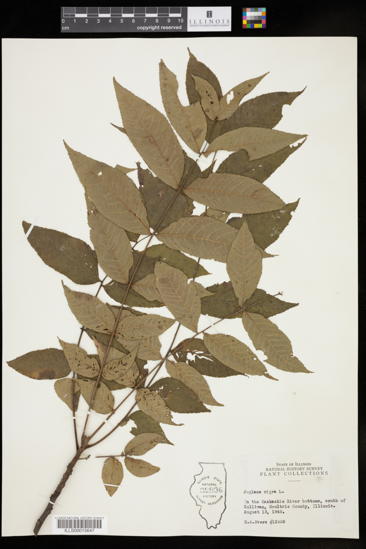 Juglans nigra image