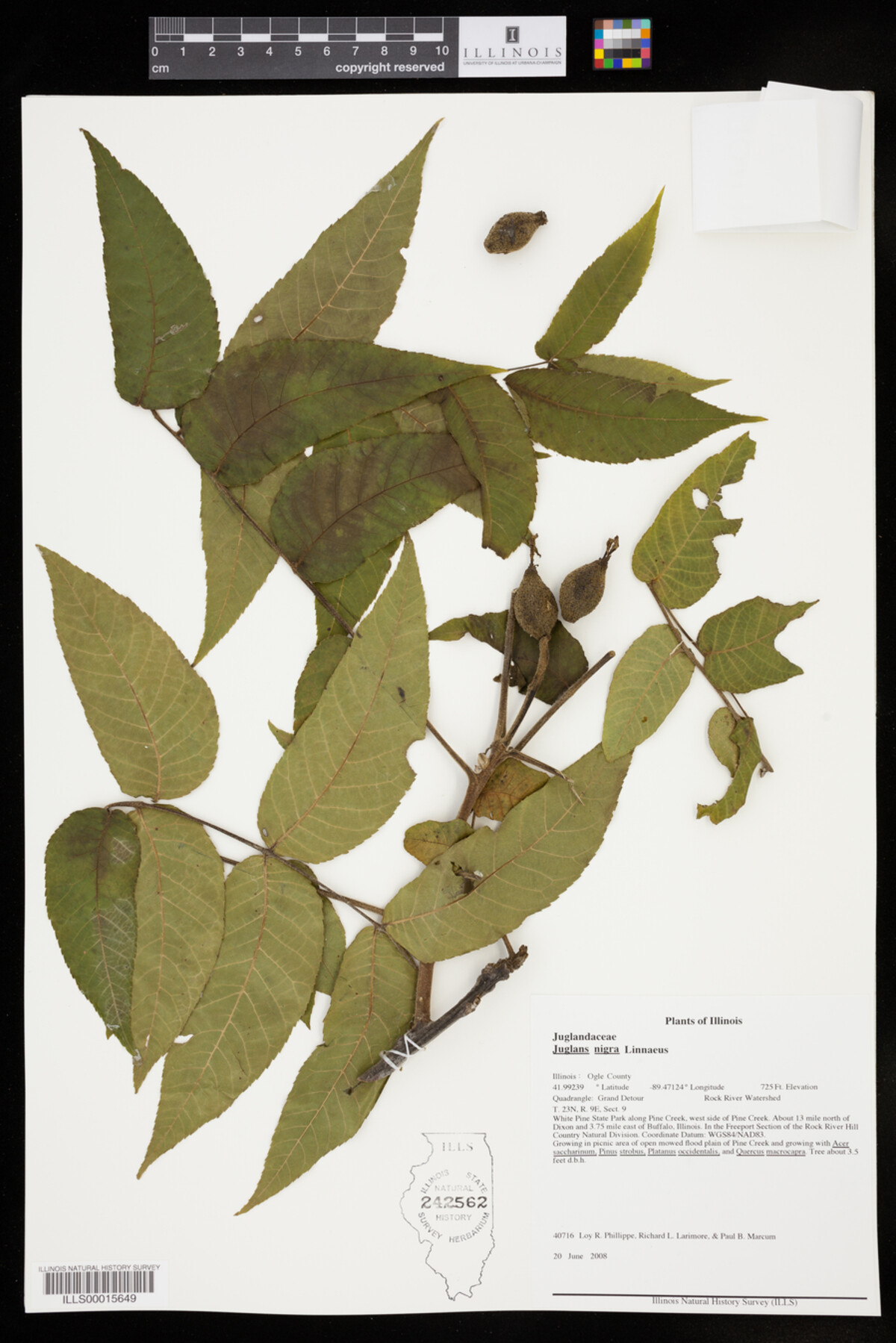 Juglans nigra image
