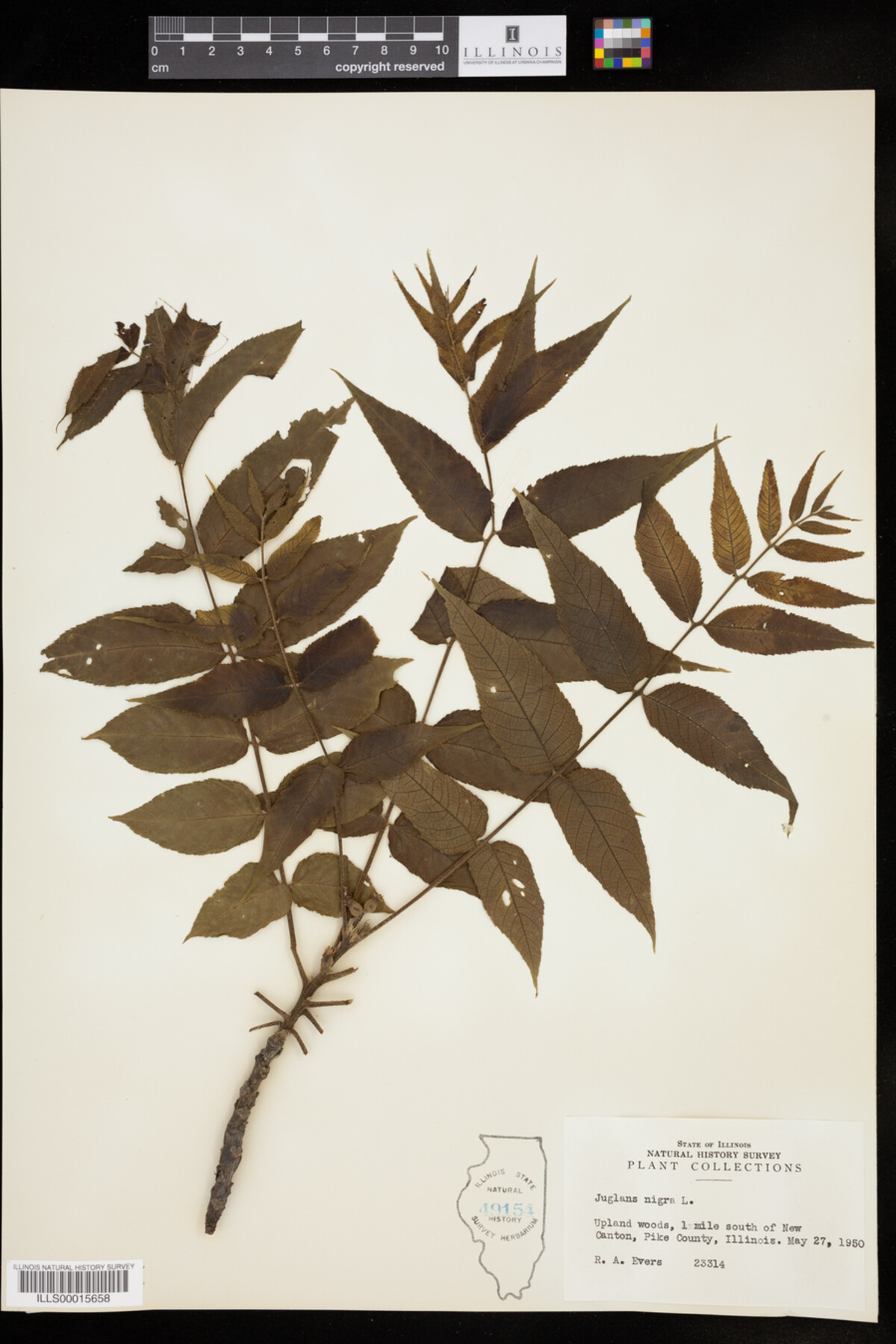 Juglans nigra image