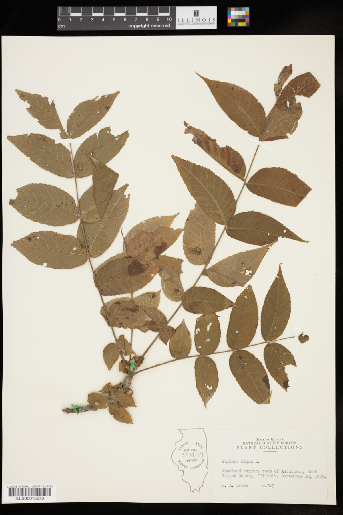 Juglans nigra image