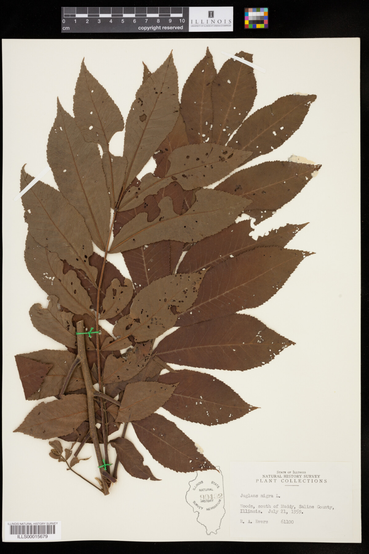 Juglans nigra image