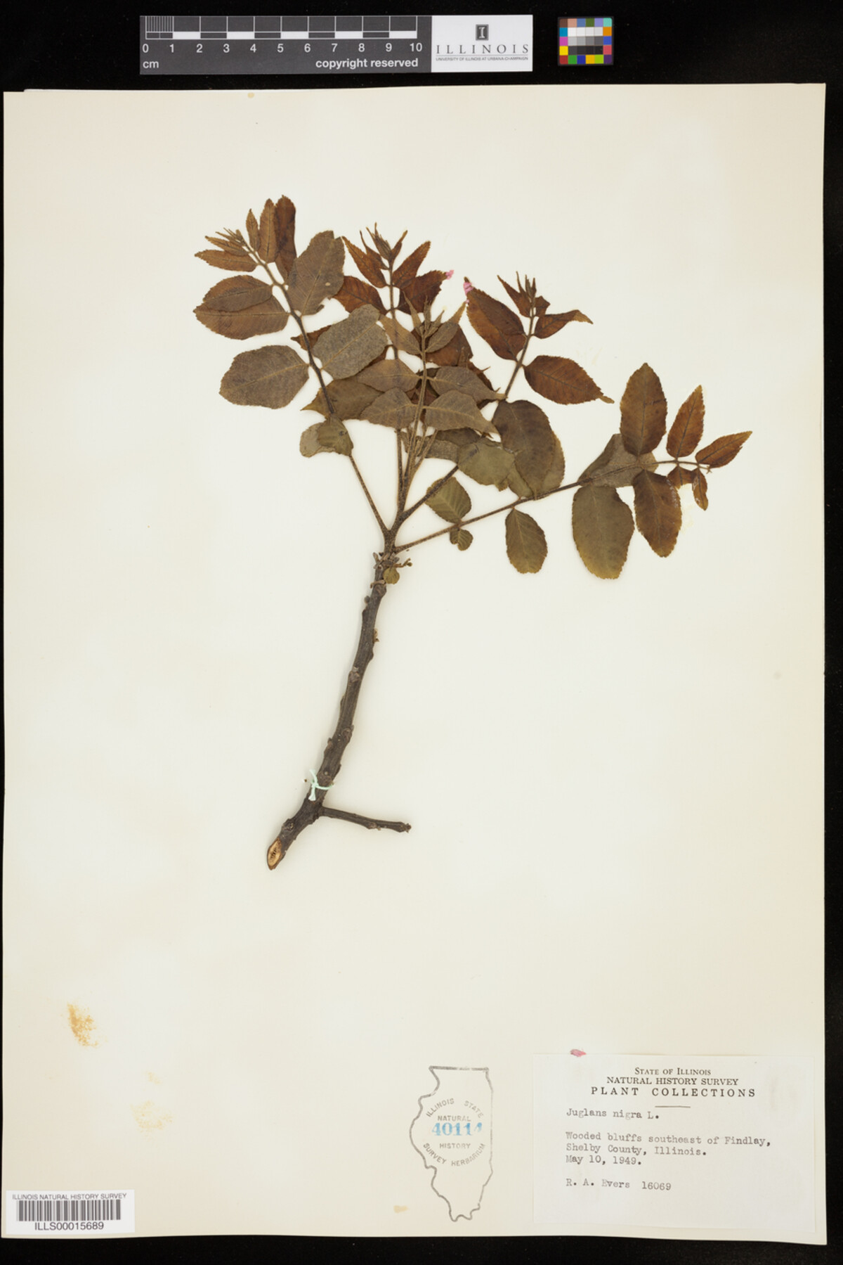 Juglans image