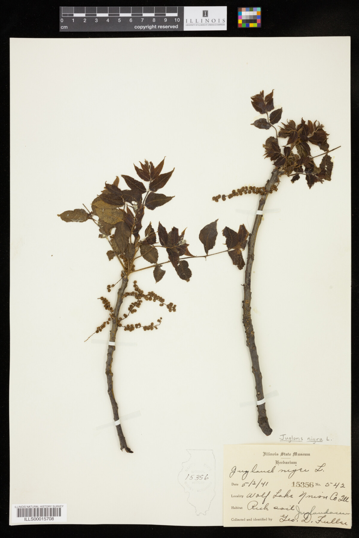 Juglans nigra image