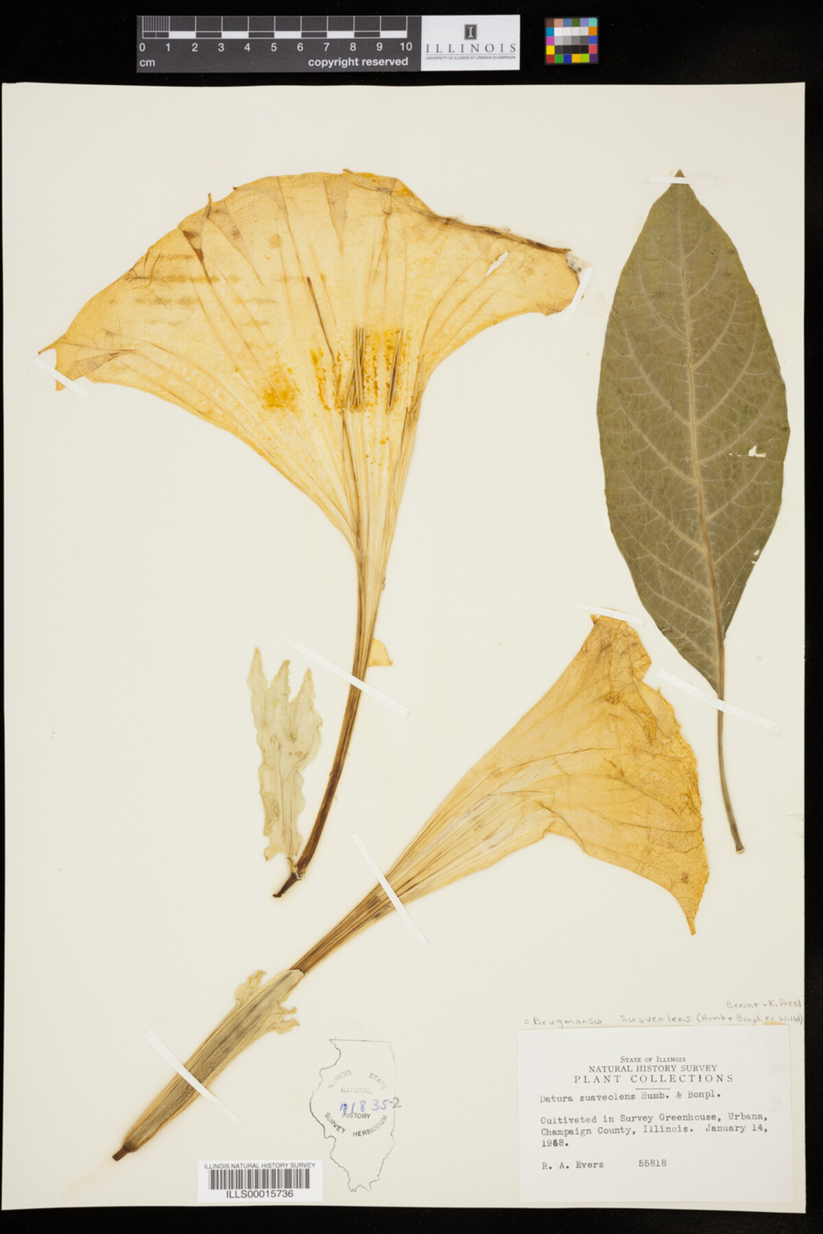 Brugmansia suaveolens image