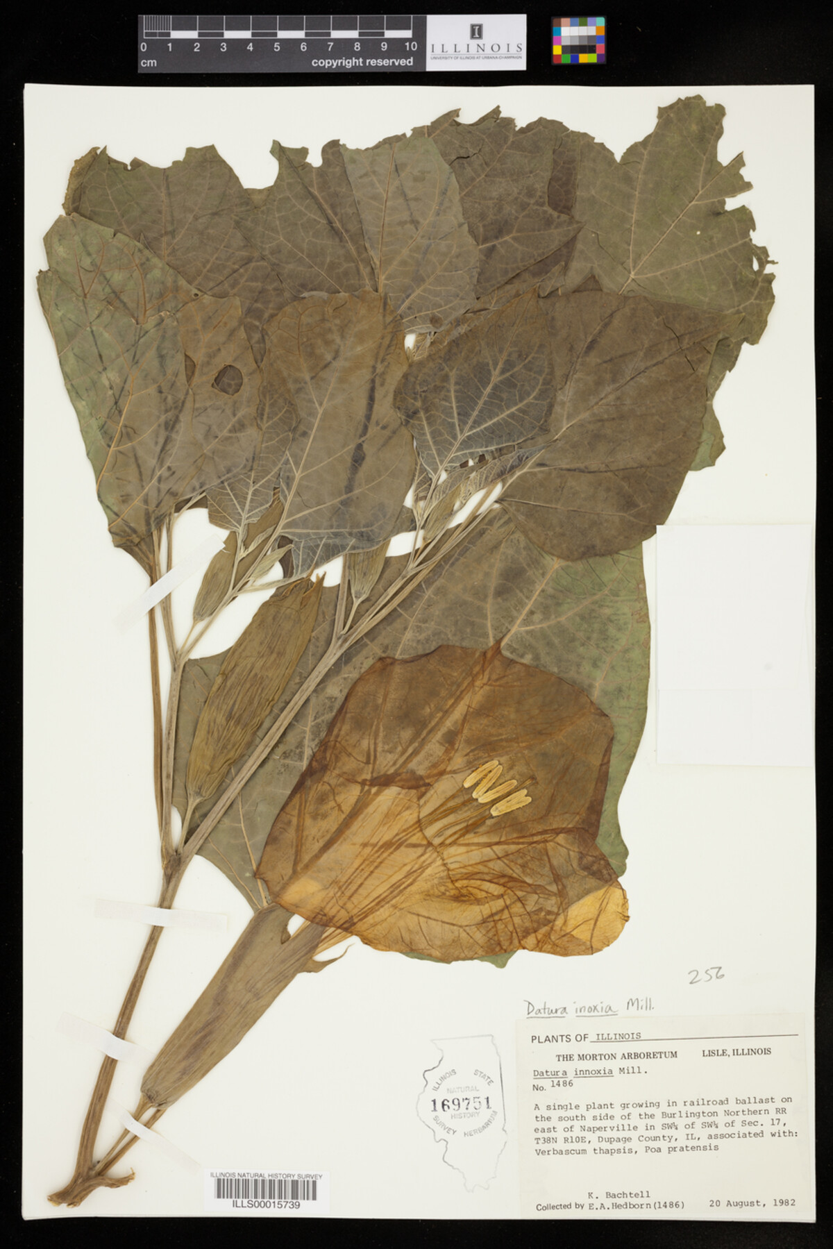 Datura inoxia image