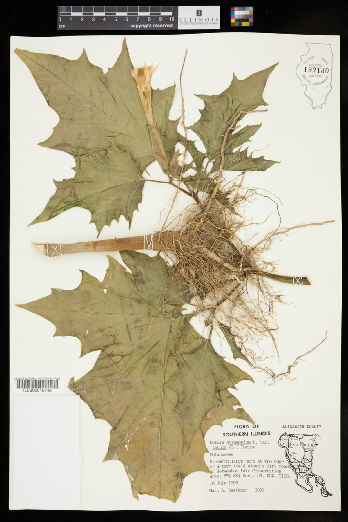 Datura stramonium var. tatula image