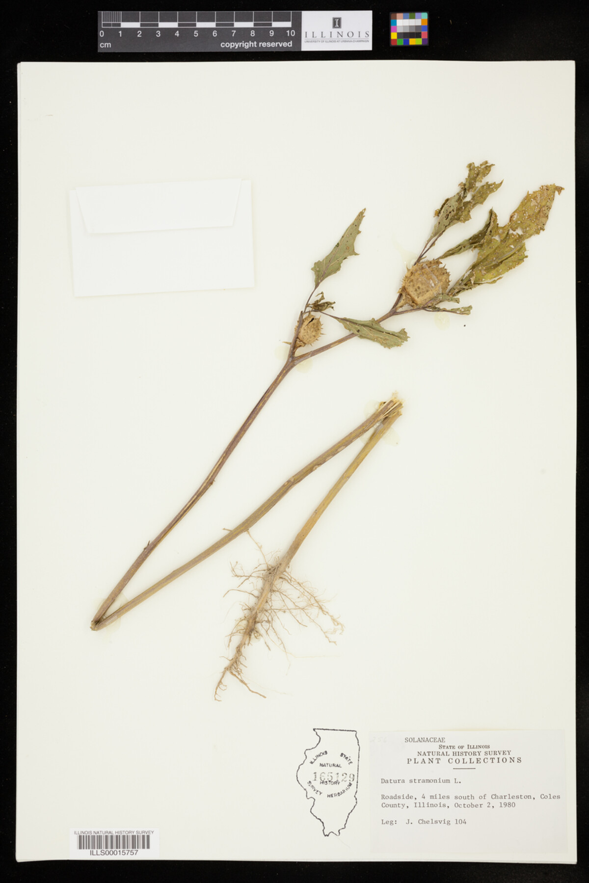 Datura stramonium image