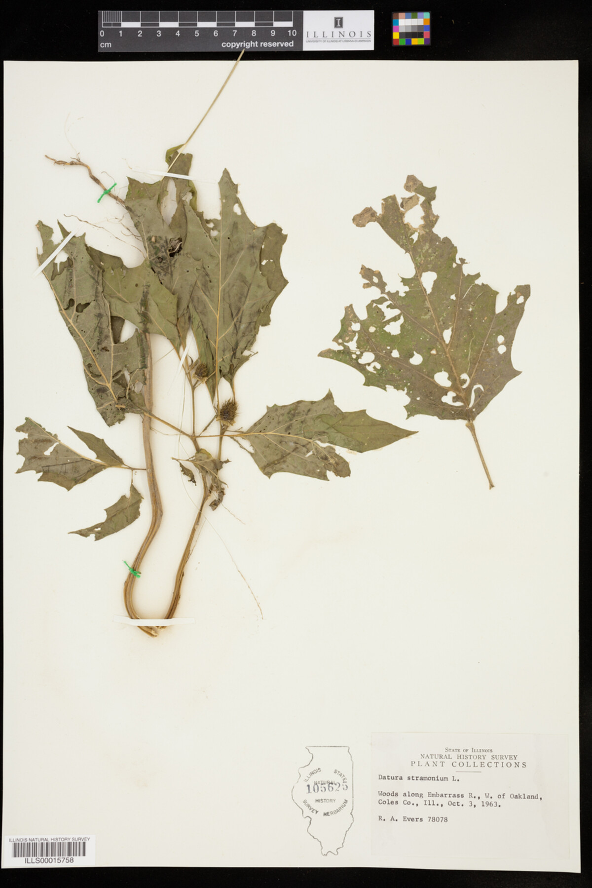 Datura stramonium image