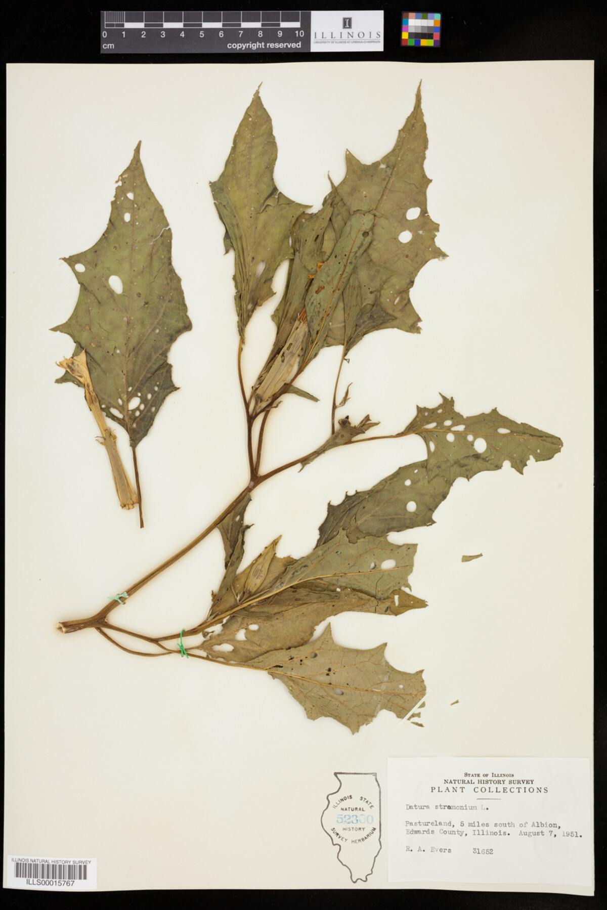 Datura image