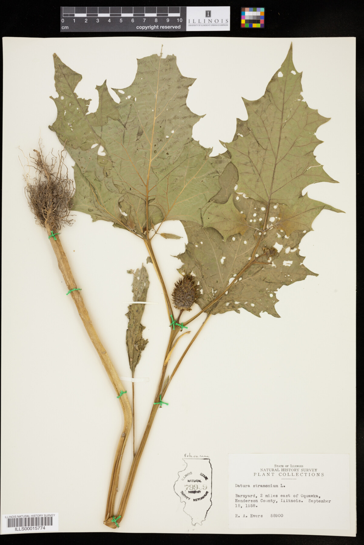 Datura stramonium image