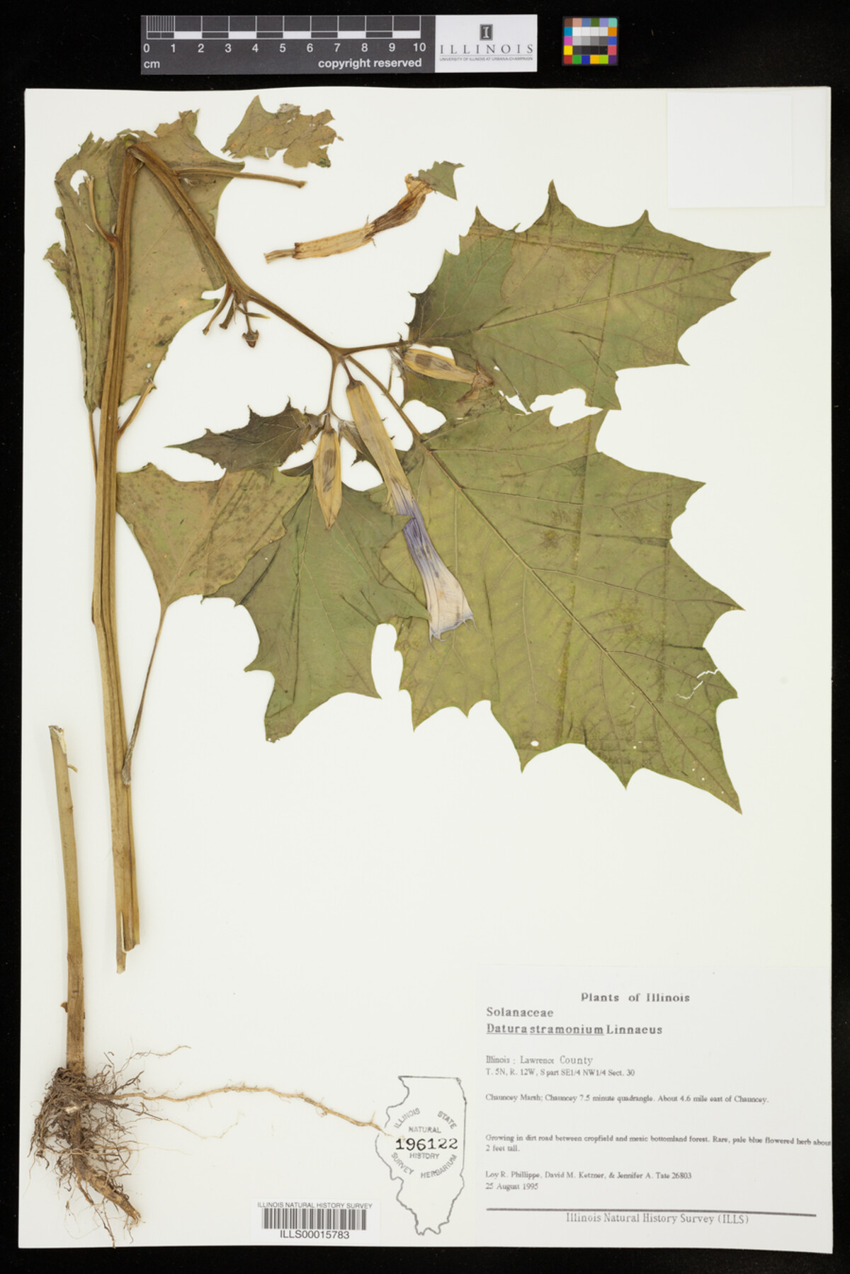 Solanaceae image