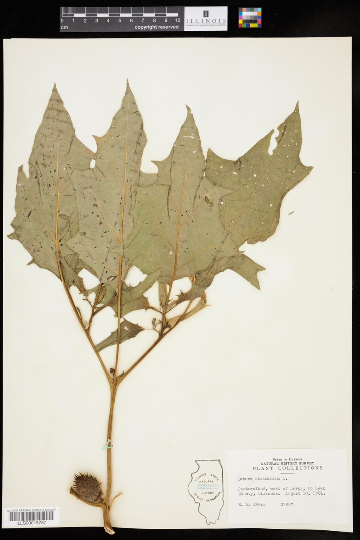 Datura stramonium image