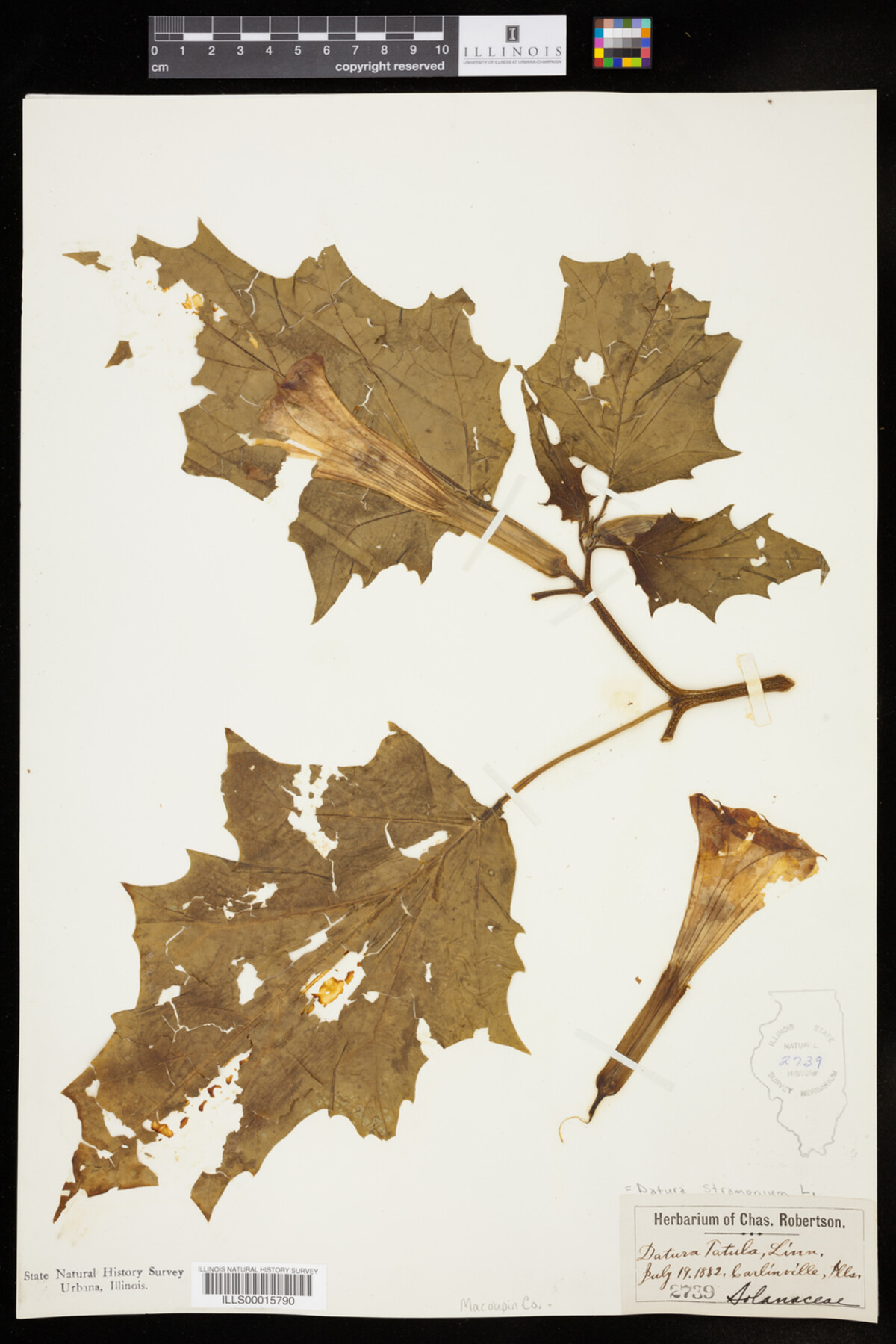 Datura stramonium image