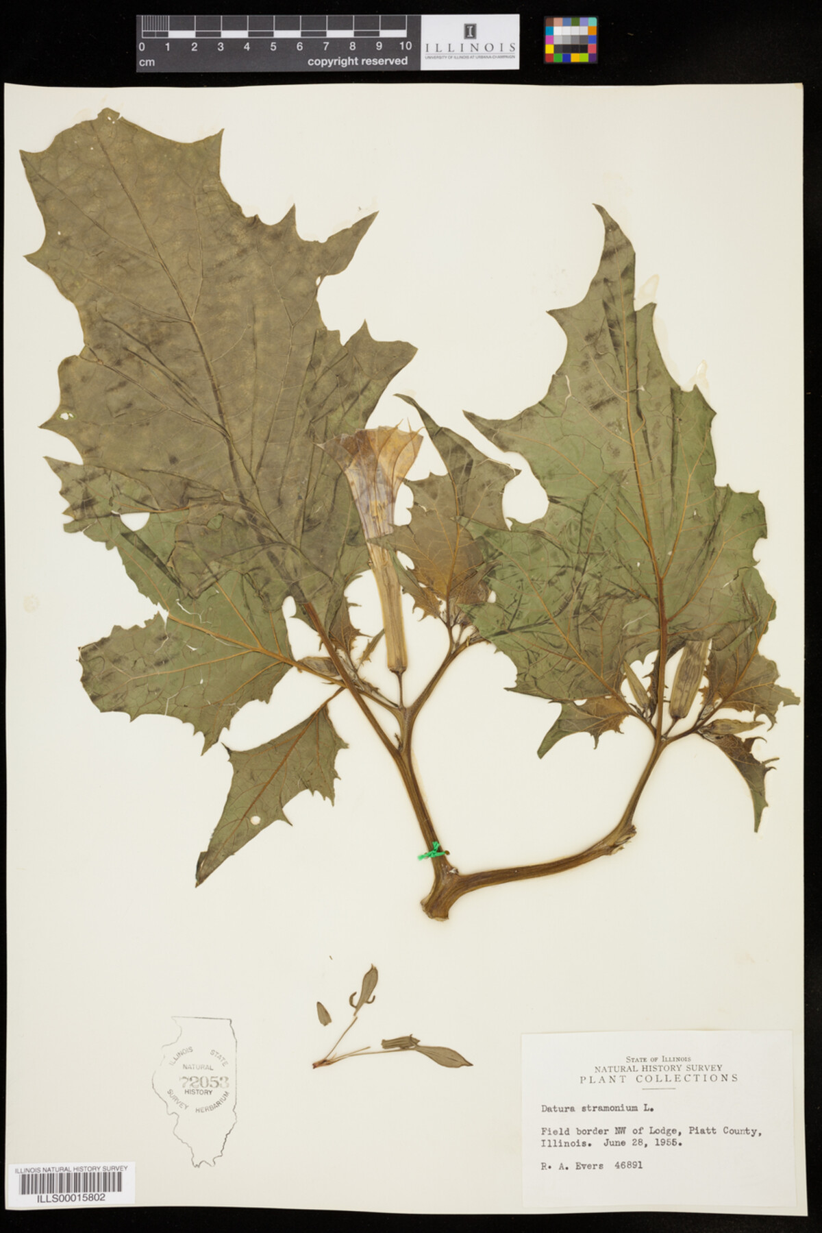 Datura image