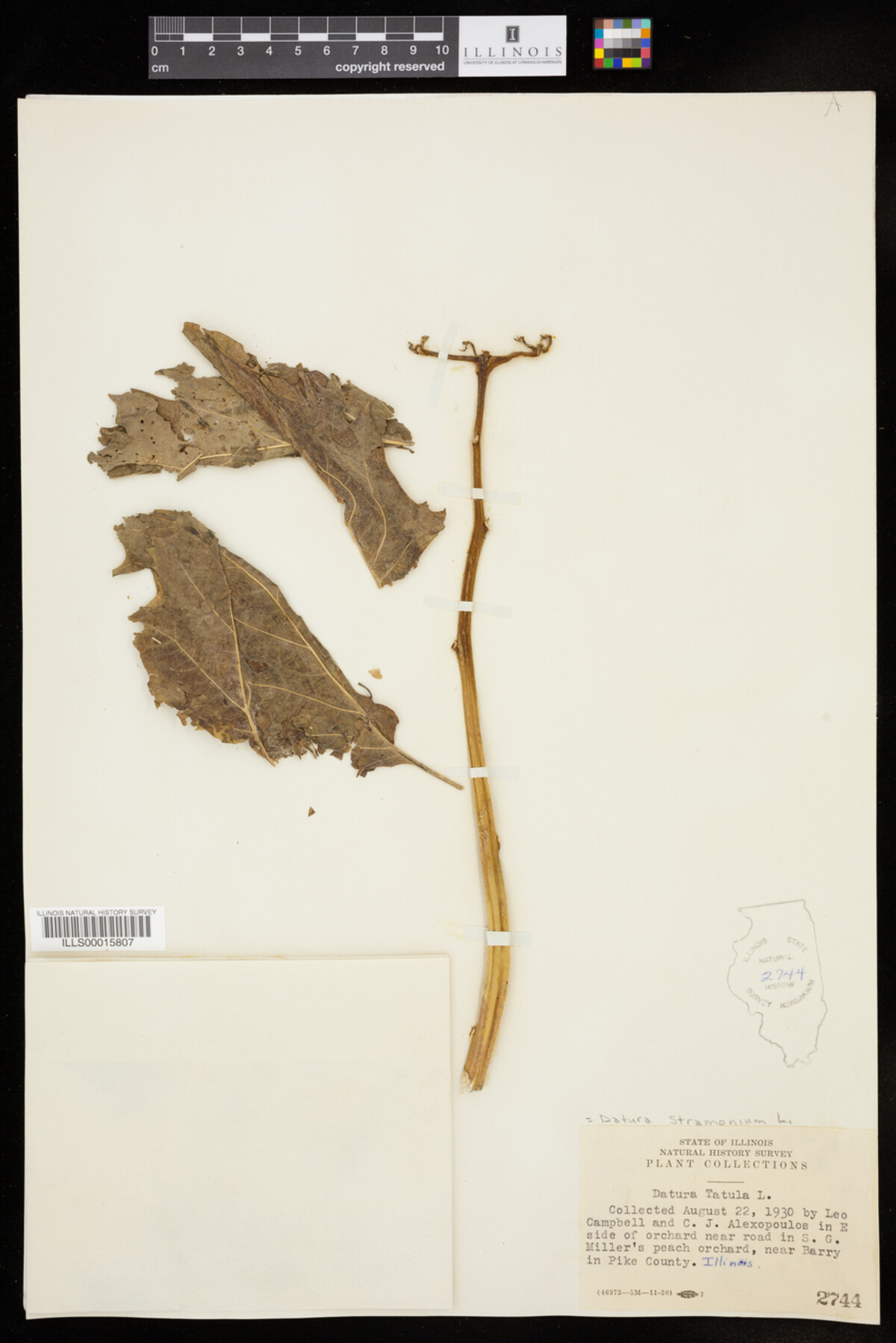 Datura stramonium image