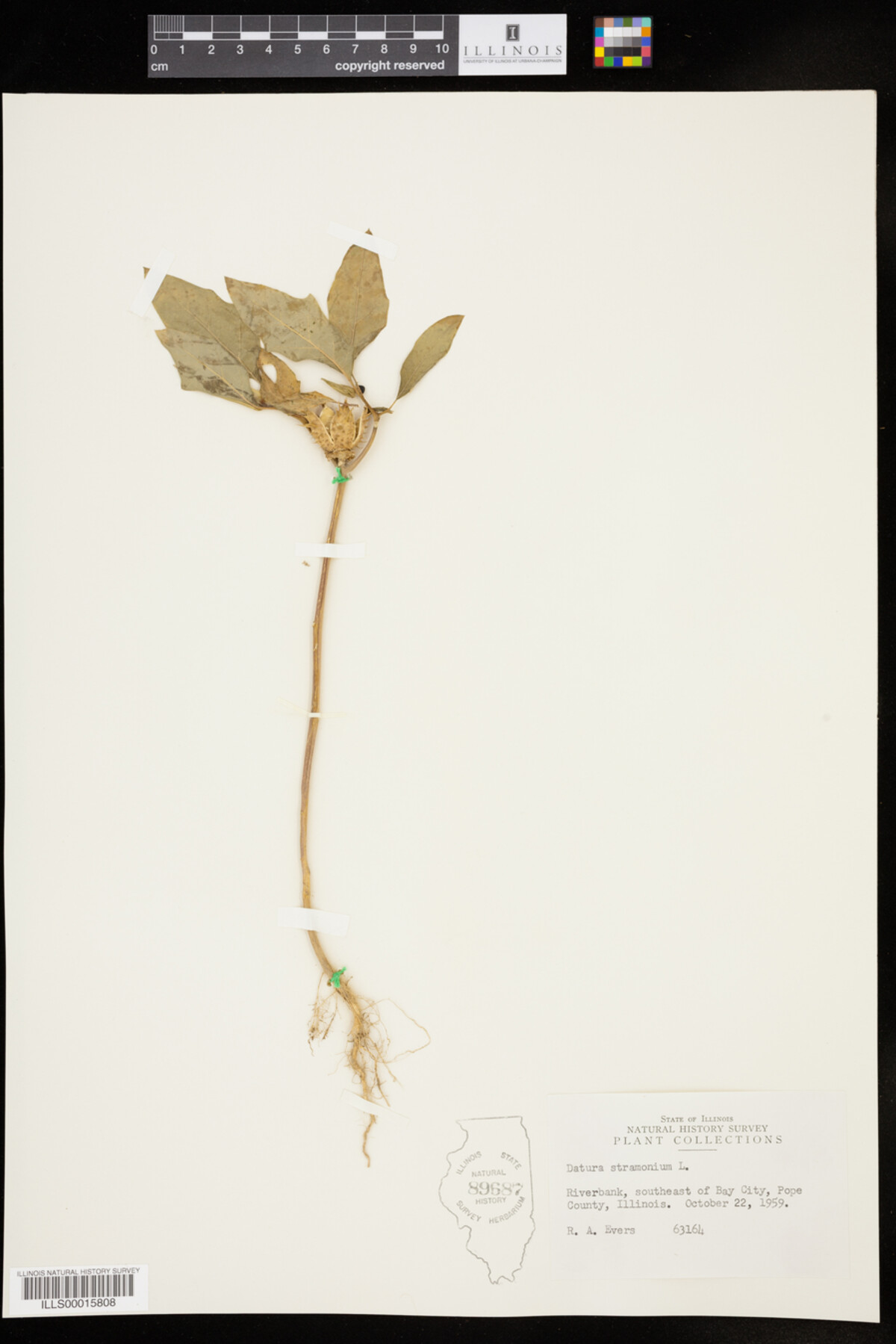 Datura stramonium image
