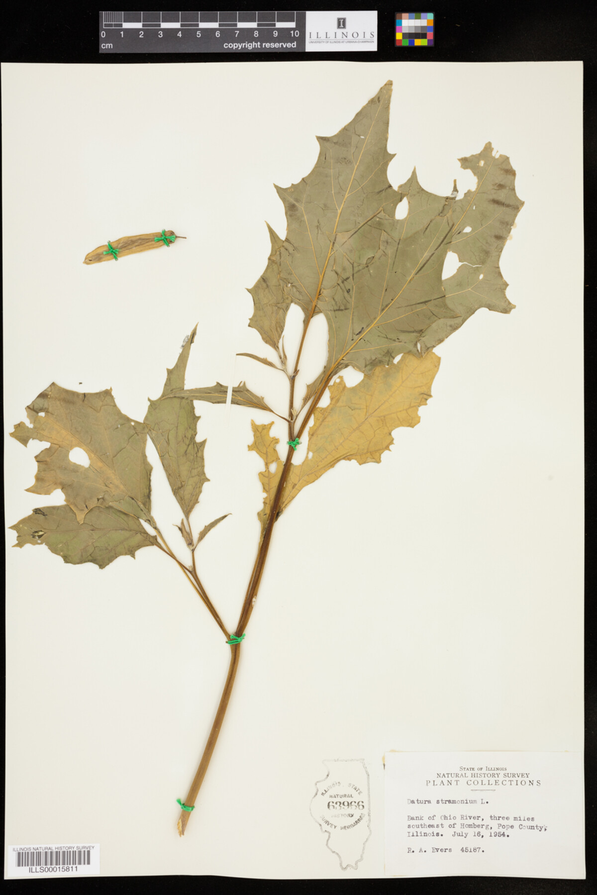 Datura stramonium image