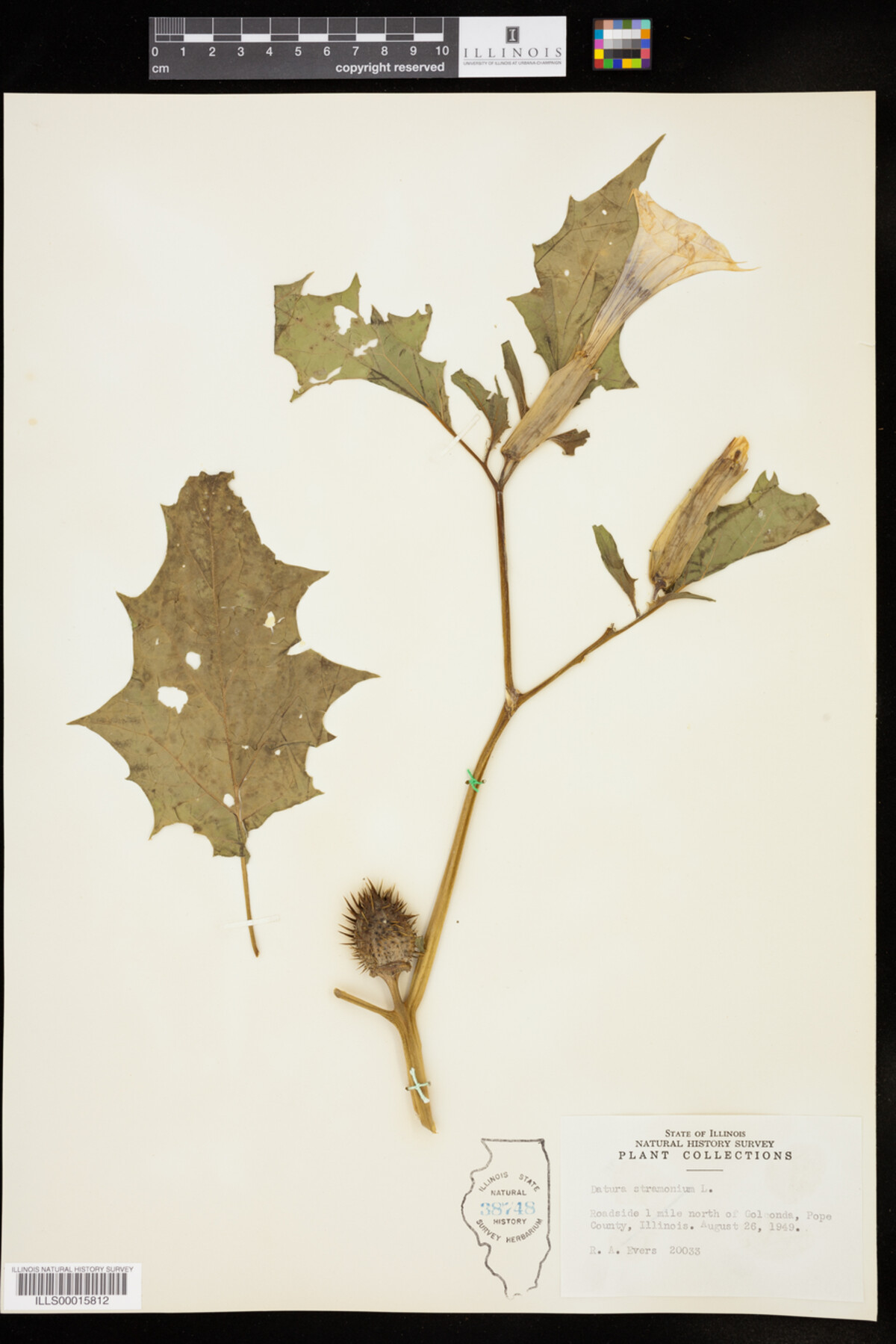 Datura stramonium image