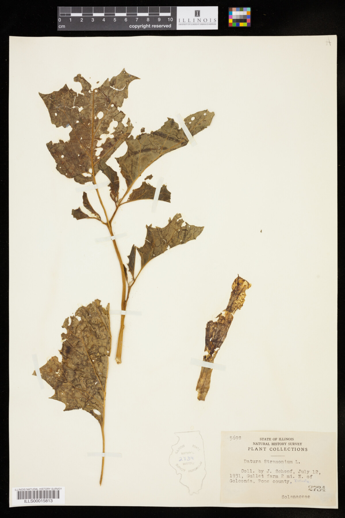 Datura stramonium image