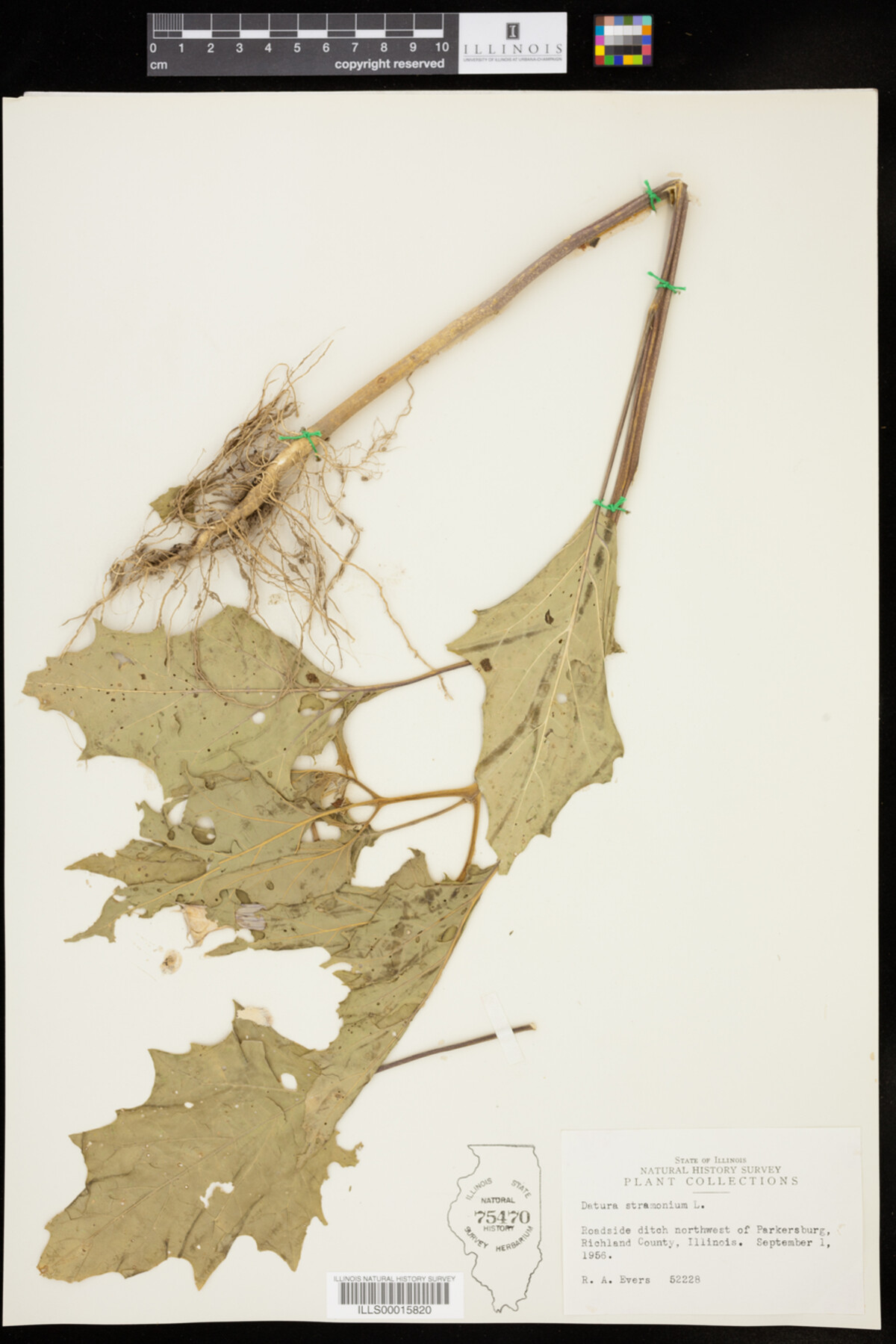 Datura stramonium image