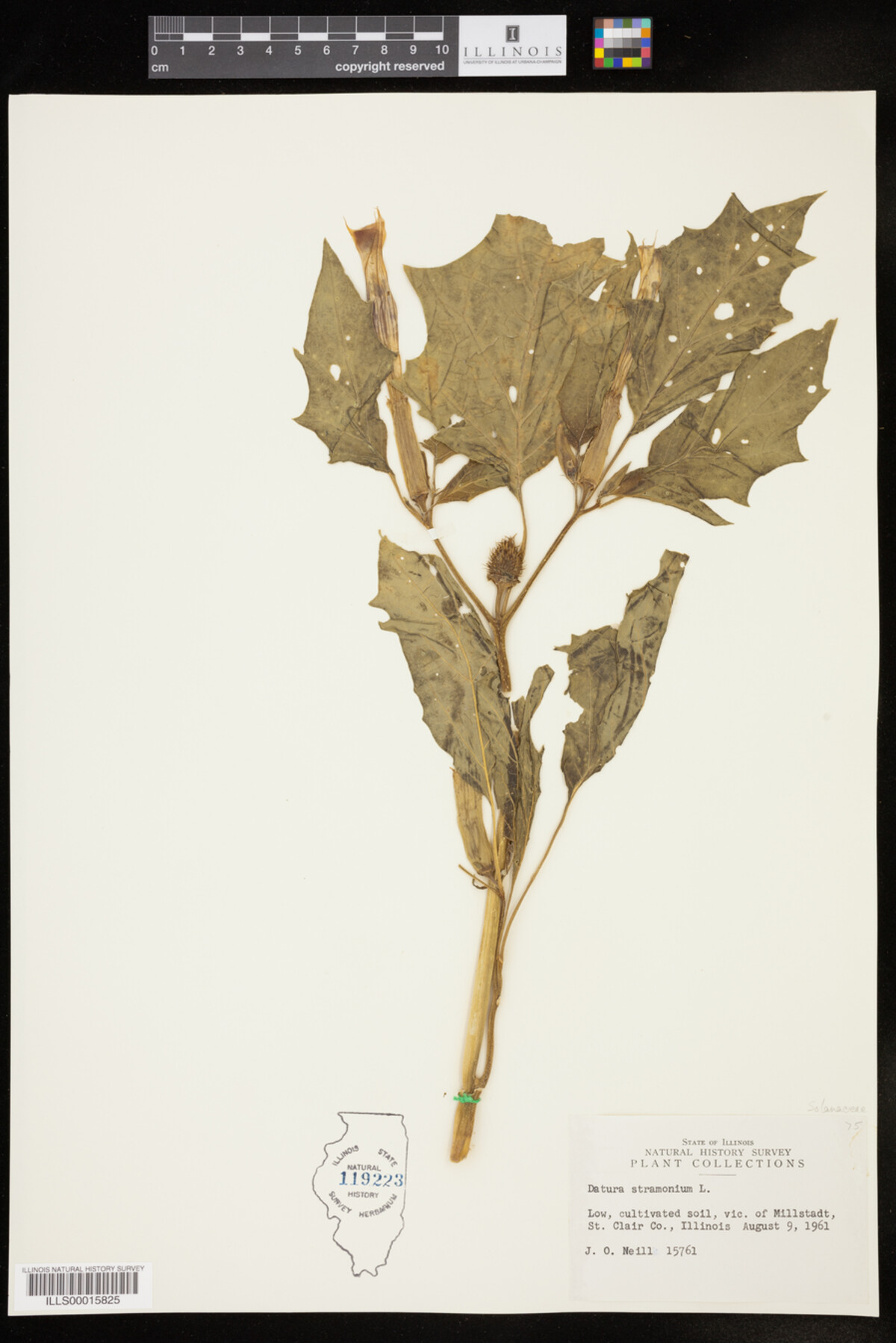Datura stramonium image