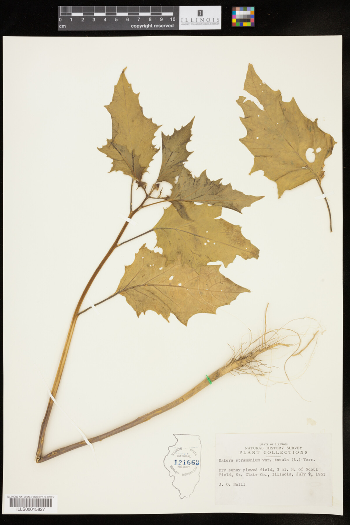 Datura stramonium var. tatula image