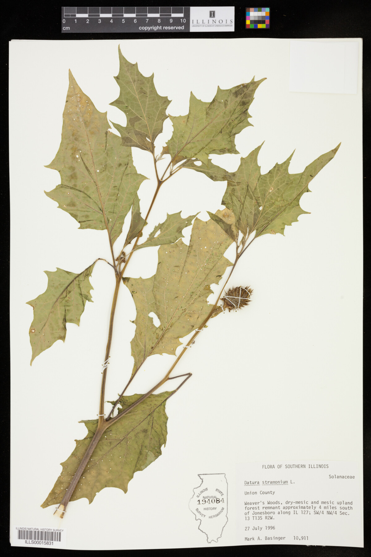 Datura stramonium image