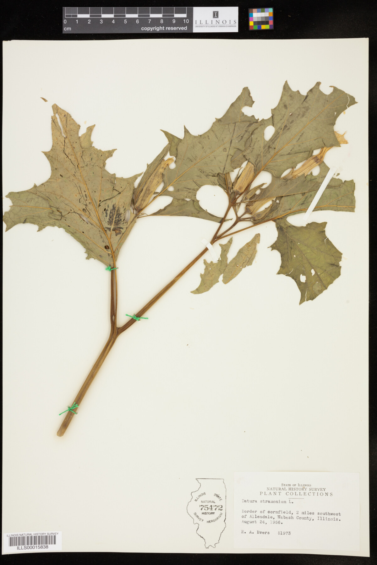 Datura stramonium image