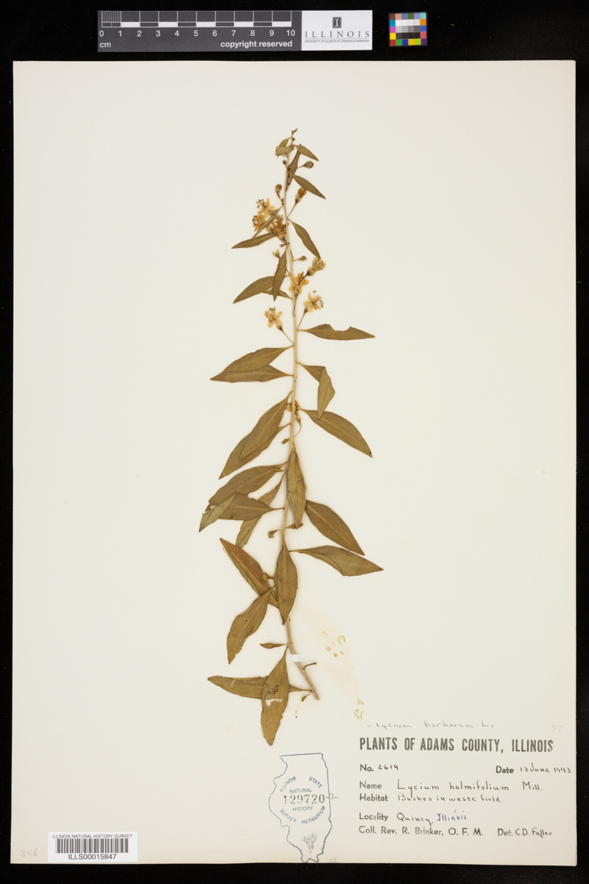 Lycium barbarum image