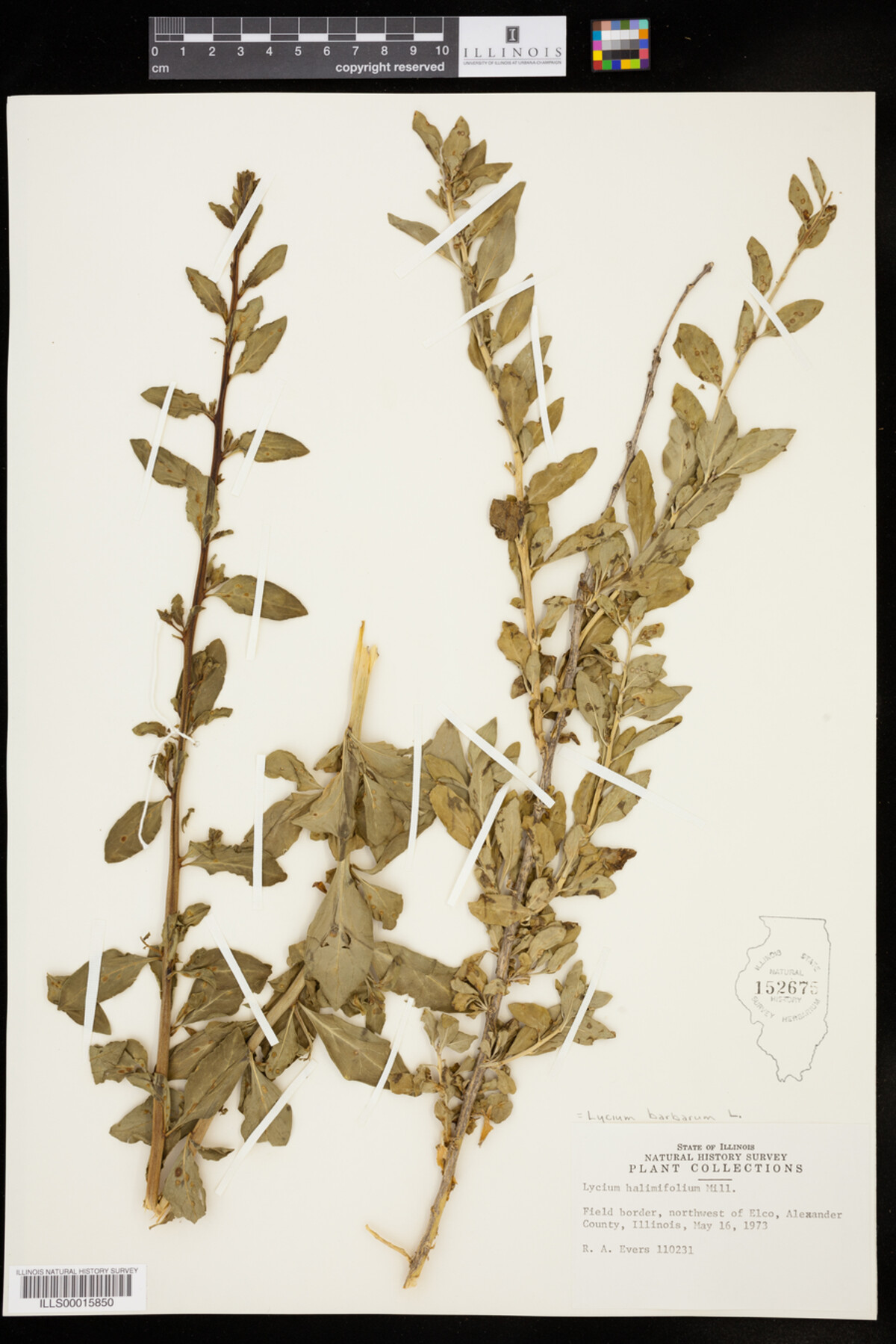 Lycium barbarum image