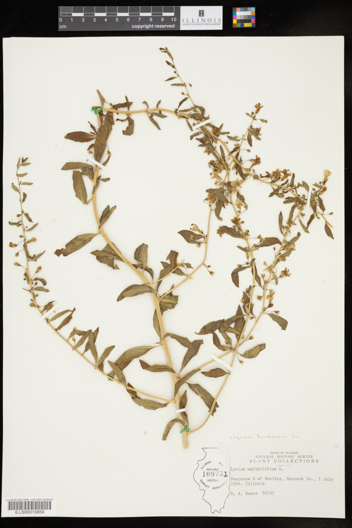 Lycium image