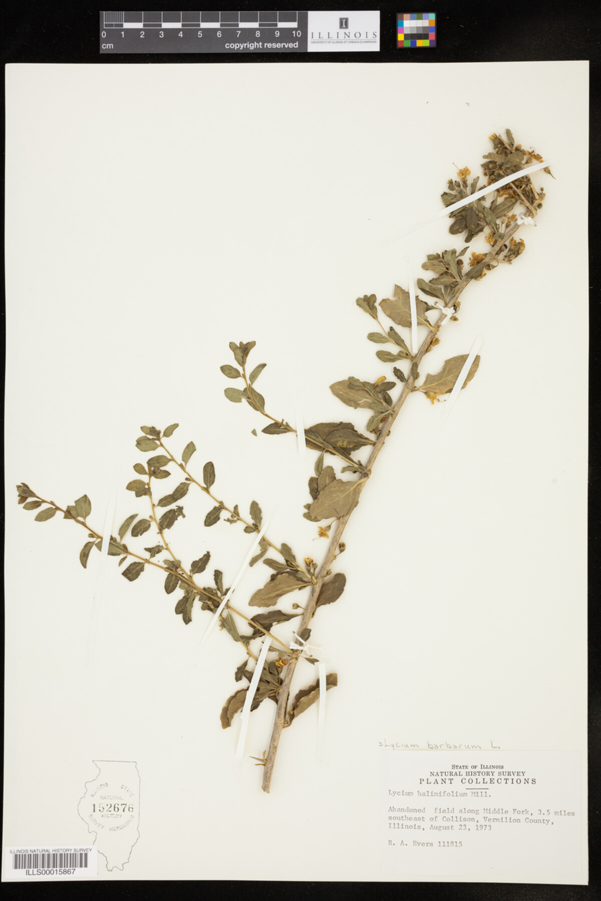 Lycium barbarum image