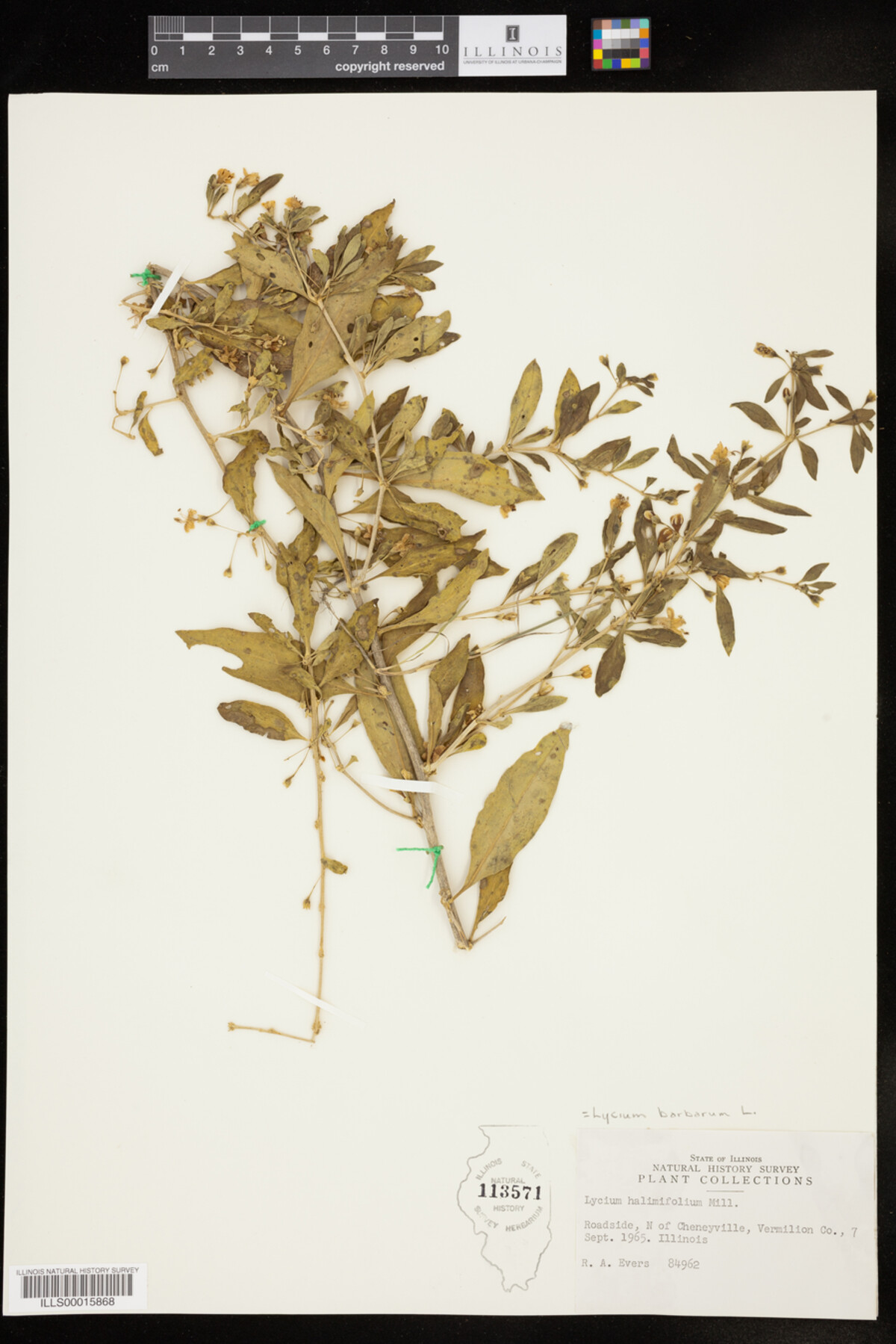 Lycium barbarum image