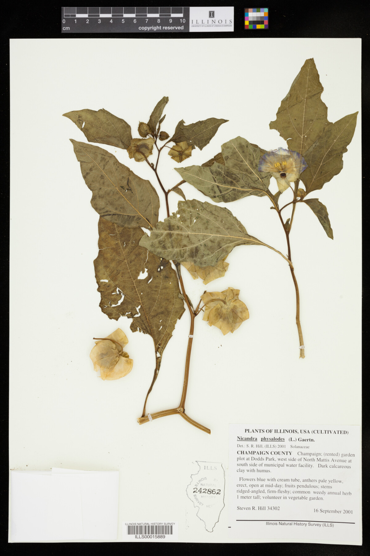 Nicandra physalodes image