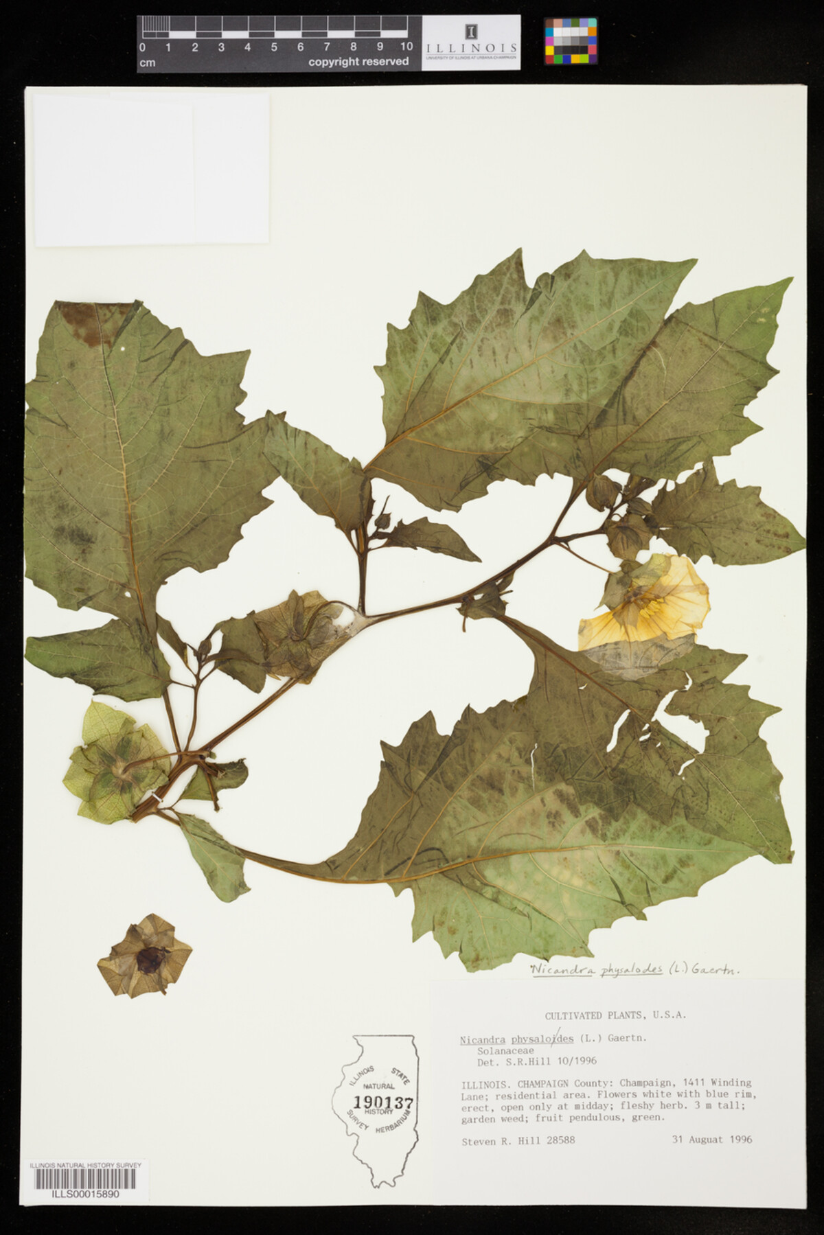 Nicandra physalodes image