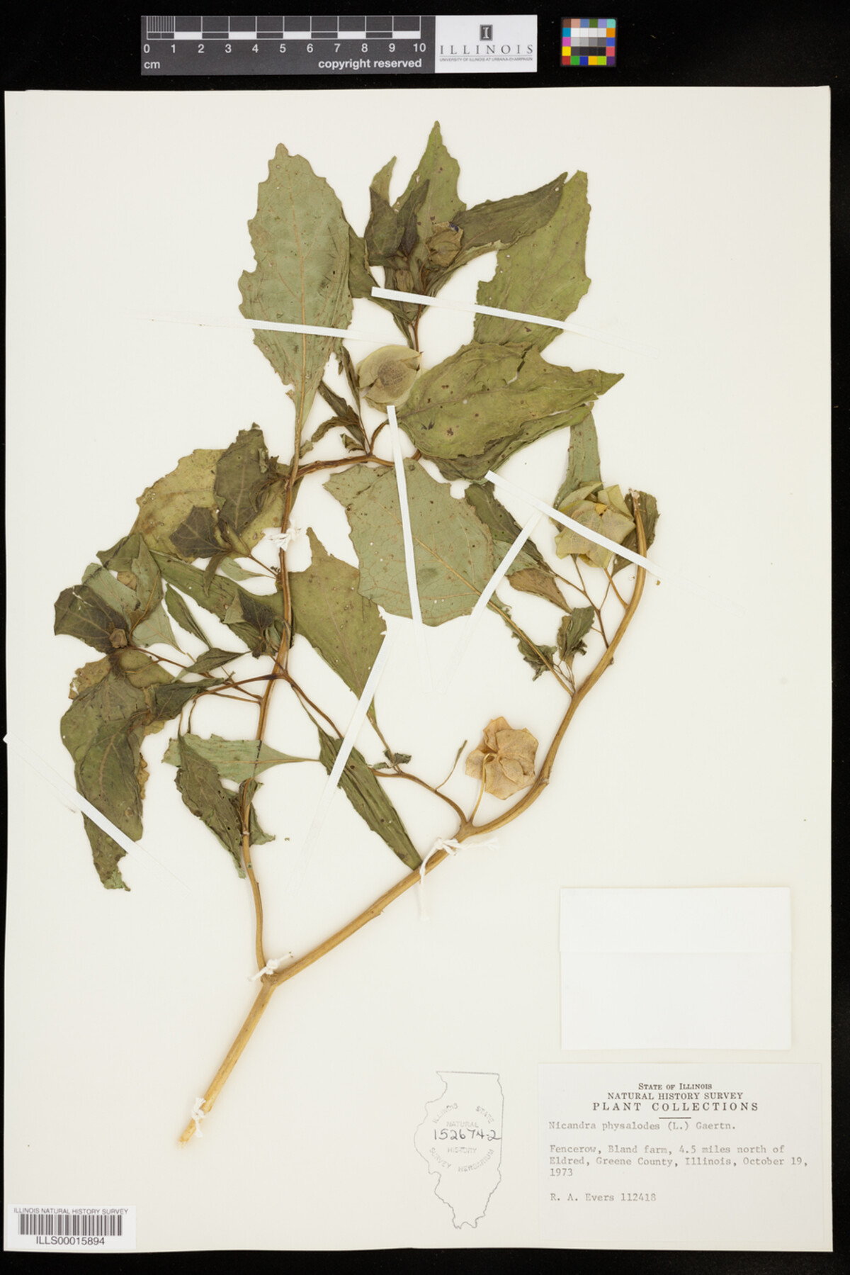 Nicandra physalodes image