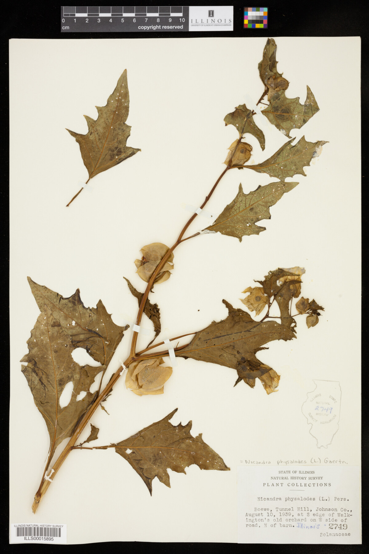 Solanaceae image