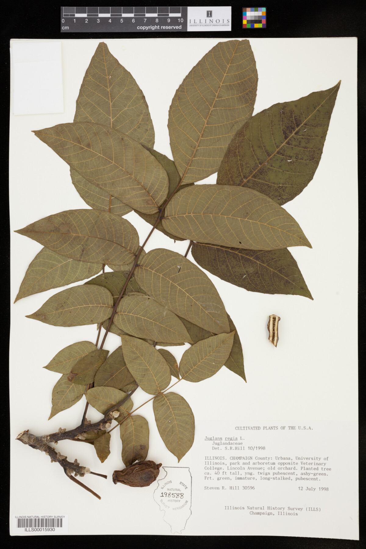 Juglans regia image