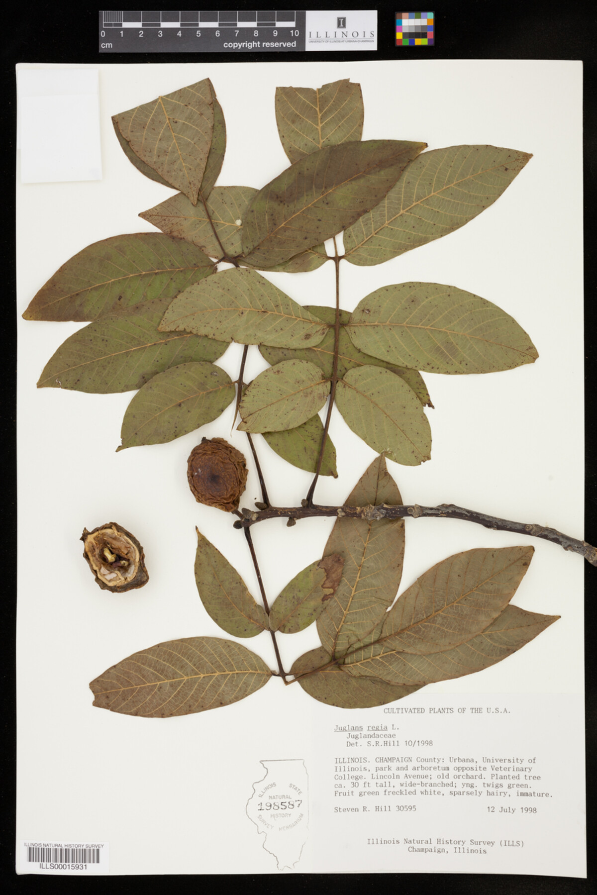 Juglans regia image