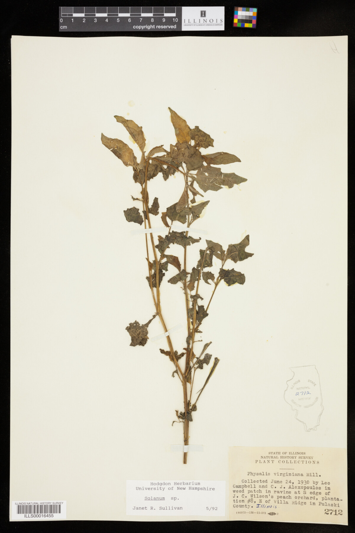 Solanum image