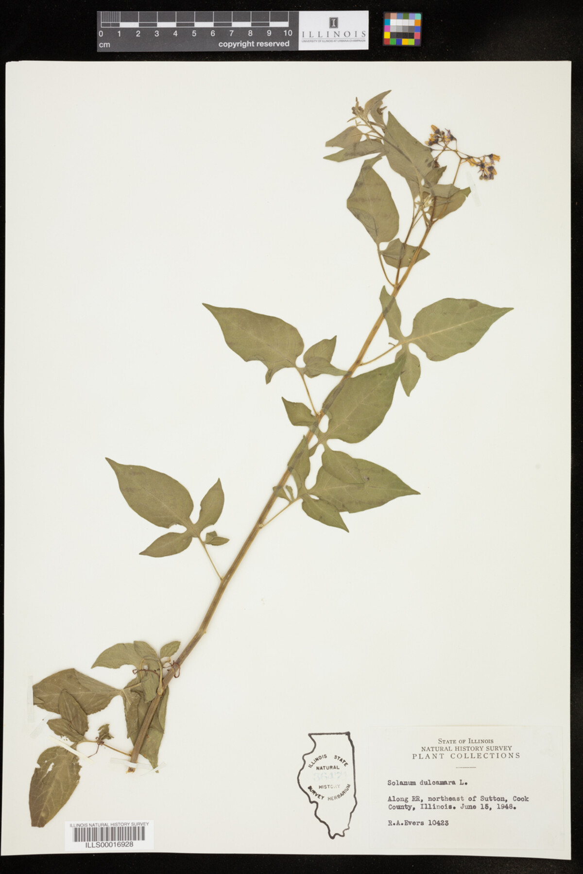 Solanum image